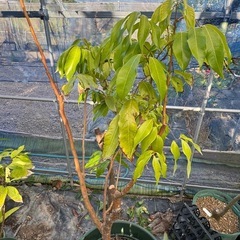 果樹　ライチ　玉荷包　大苗　高さ150cmほどの画像