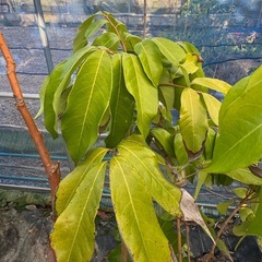 果樹　ライチ　玉荷包　大苗　高さ150cmほどの画像