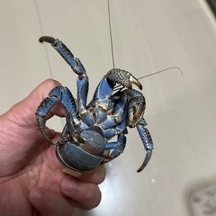 観賞用ヤシガニの画像