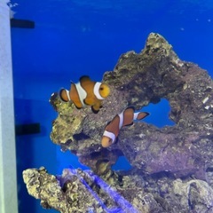 カクレクマノミ 2匹 海水魚 大人気個体 アクアリウム水槽の画像