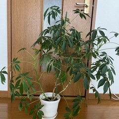 観葉植物　カポックの画像