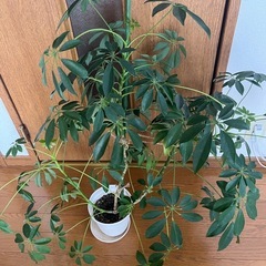 観葉植物　カポックの画像