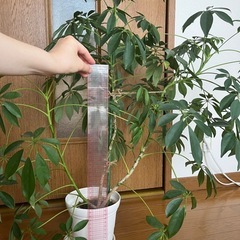 観葉植物　カポックの画像