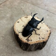 オオクワガタ・ペア／岩手県南部産①（WF2、♂63mm・♀42mm）の画像
