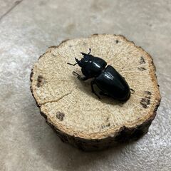 オオクワガタ・ペア／岩手県南部産①（WF2、♂63mm・♀42mm）の画像