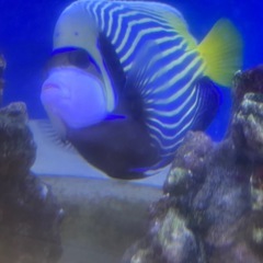 タテジマキンチャクダイ 海水魚 アクアリウム 巨大 健康 魚　の画像