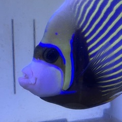 タテジマキンチャクダイ 海水魚 アクアリウム 巨大 健康 魚　の画像