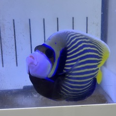 タテジマキンチャクダイ 海水魚 アクアリウム 巨大 健康 魚　の画像