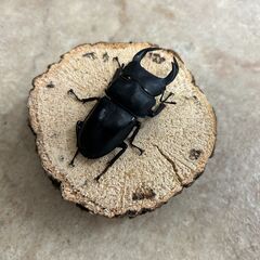 オオクワガタ・ペア／岩手県南部産②（WF2、♂63mm・♀41mm）の画像