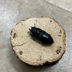 オオクワガタ・ペア／岩手県南部産②（WF2、♂63mm・♀41mm）の画像