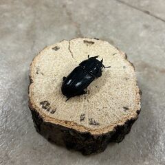 オオクワガタ・ペア／岩手県南部産②（WF2、♂63mm・♀41mm）の画像