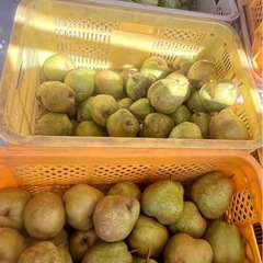 ラフランス🍐5キロの画像