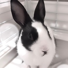 ミニウサギ里親募集