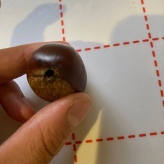 栗　2キロの画像