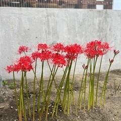 彼岸花とクロコスミアの球根セットの画像