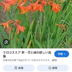 彼岸花とクロコスミアの球根セットの画像