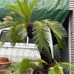 募集停止中 屋外植物 ランタナ　ギボウシ　ソテツの画像