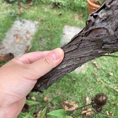 ぶどう　紅富士　6年目の画像