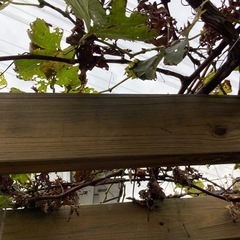 ぶどう　紅富士　6年目の画像