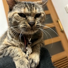 12歳のシニア