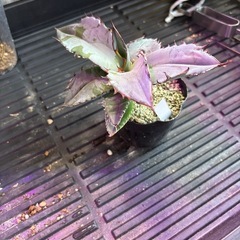 アガベ　チタノタ　ブルー　実生①の画像