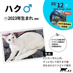10/12(日) 10:30～保護猫の譲渡会【旧甘木動物病…