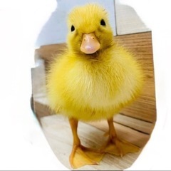 白色　コールダック　ヒナの画像