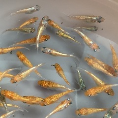 【ククナ】無選別1ペア　⑥の画像