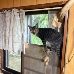 生後約半年程の野良仔猫の里親募集