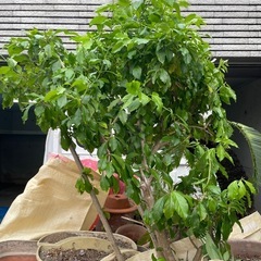募集停止中 屋外植物 ランタナ　ギボウシ　ソテツの画像