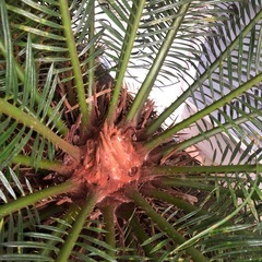 
ソテツ　子株色々の画像