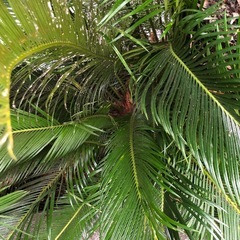 
ソテツ　子株色々の画像