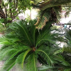 
ソテツ　子株色々の画像