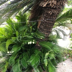 
ソテツ　子株色々の画像