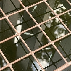 ゴブリン　メダカ8匹の画像