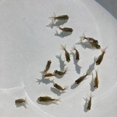 国産　ピンポンパール　稚魚　1匹200円の画像