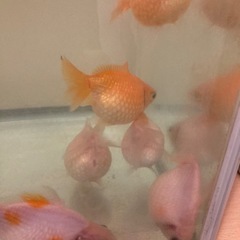 国産　ピンポンパール　稚魚　1匹200円の画像