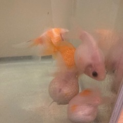 国産　ピンポンパール　稚魚　1匹200円の画像