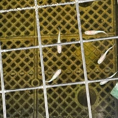 ピンクサファイア　メダカ8匹の画像