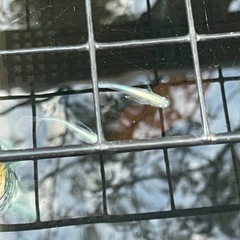 青蝶メダカリアルロングフィンの画像