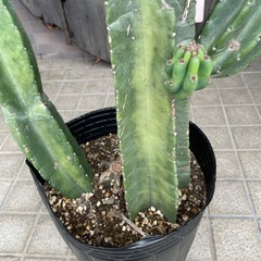 柱サボテン　鬼面かくの画像