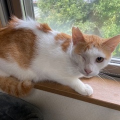 おとなしくて穏やかなでかわいい茶白くん　1歳