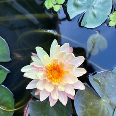 姫睡蓮、睡蓮
の画像