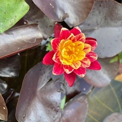 姫睡蓮、睡蓮
の画像