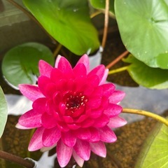 姫睡蓮、睡蓮
の画像