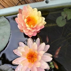 姫睡蓮、睡蓮
の画像