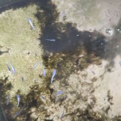 メダカの稚魚お譲り致しますの画像