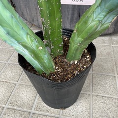 ２５日までの値下、、柱サボテン　の画像