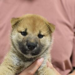 10/11(土)譲渡会  先着順受付！ 生後2ヶ月柴犬♀【里親募集】
