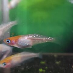 メダカ　フルールドゥロンチェ　ペア+メス　の画像
